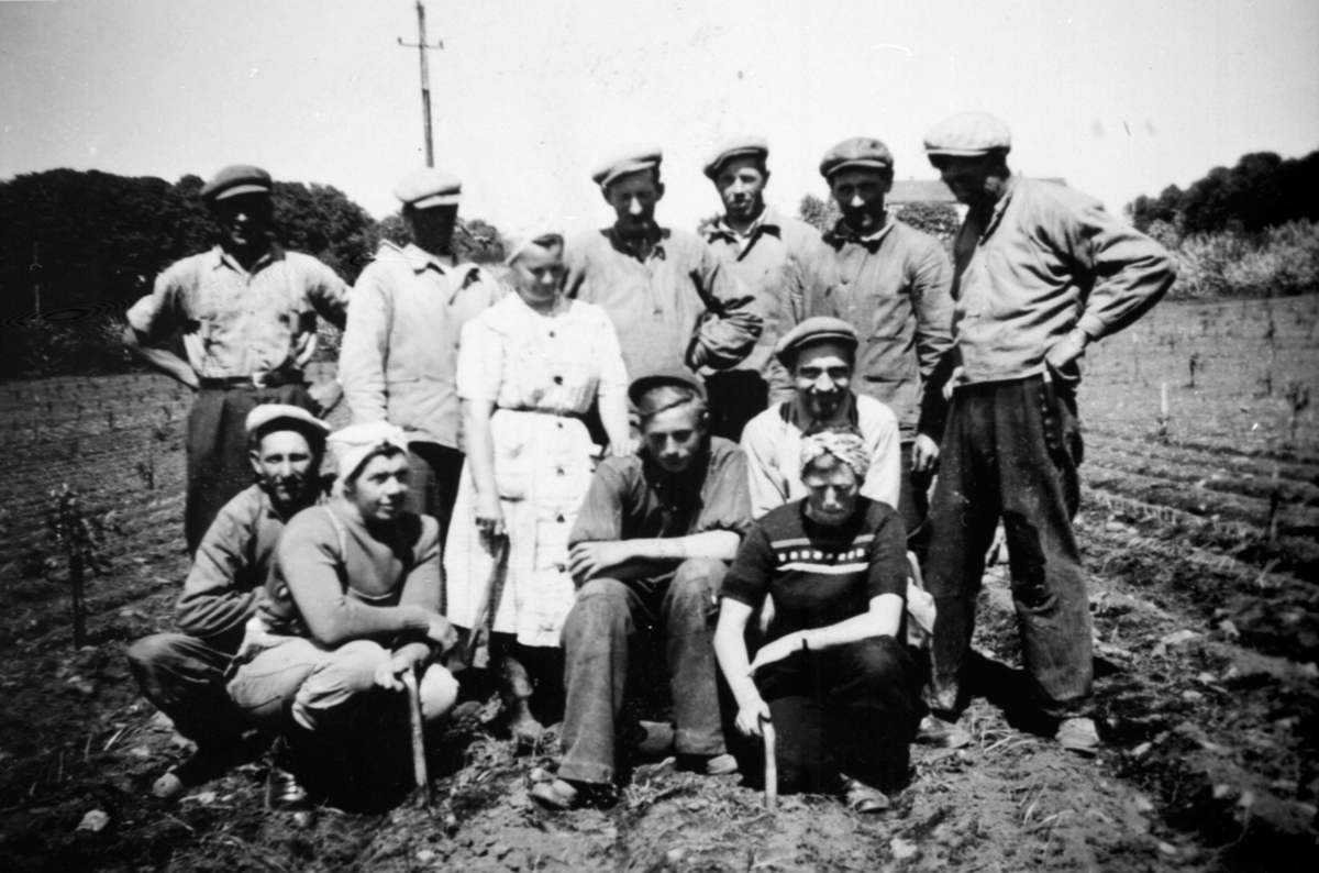 Anno Domkirkeodden, Planting av løk på Hoel gard, Nes, Hedmark. Bak fra venstre er Arve Edvardsen, Johan Haugom, Kolbjørn Haugom, Edvin Evensen, Martin Myrbostad, Tore Edvardsen, Foran fra venstre Johan Johansen, Gudrun Johansen, Ingeborg Christensen, Kåre Haugom, Ola Nyhus, Oddbjørg Nikolaysen.