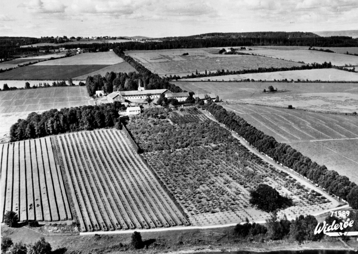 Widerøes Flyveselskap A/S, Flyfoto, gardsbruk, frukttrær, Hoel, Nes, Hedmark.