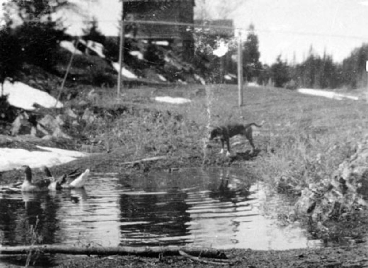 Anno Domkirkeodden, Gåsedam med gjess på Bjørnstad, Nes, Hedmark. Hund passer på.