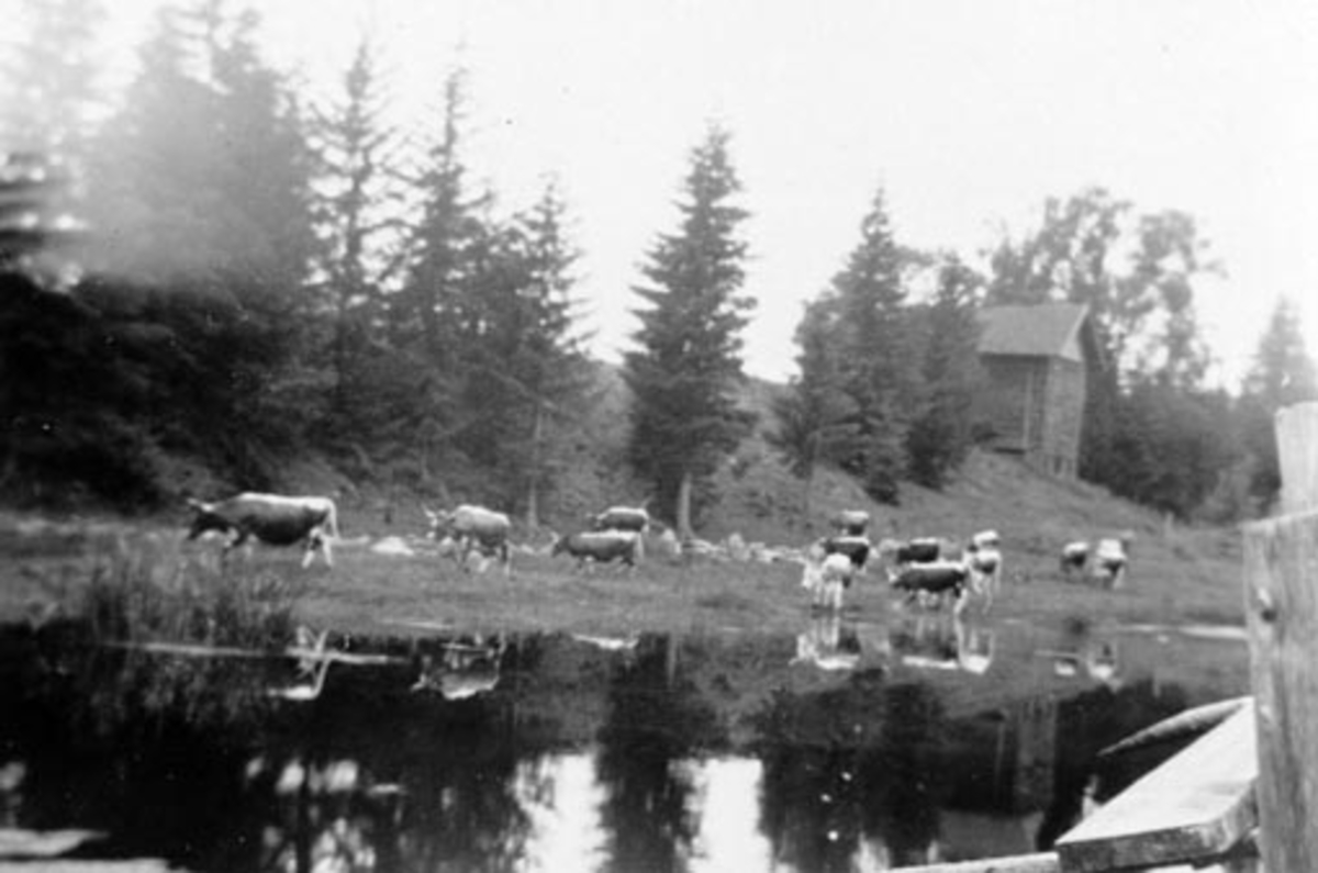Anno Domkirkeodden, Gåsedammen på Bjørnstad, Nes, Hedmark. Kuer på beite. Kornstabburet i bakgrunnen.