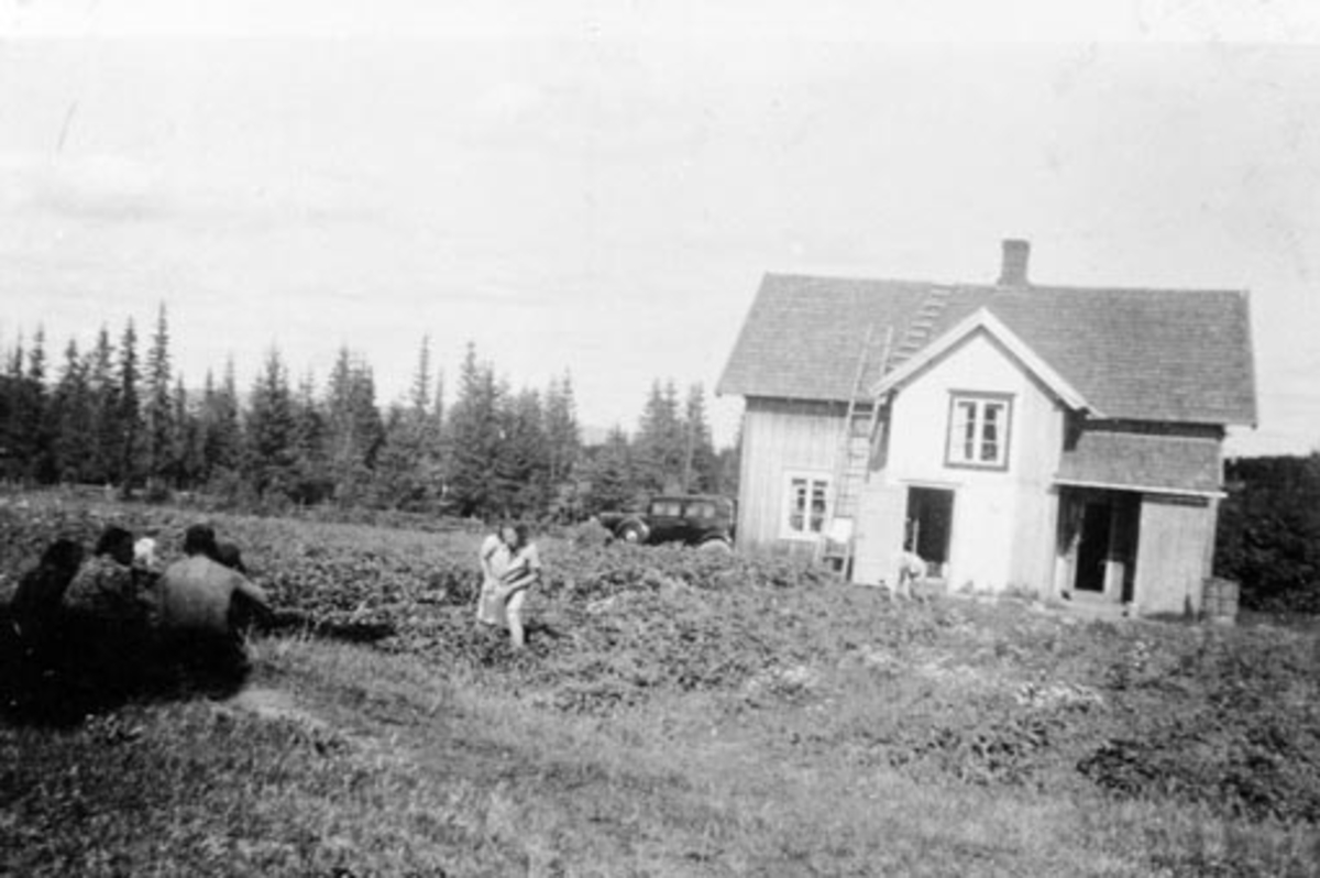 Anno Domkirkeodden, Jorbærplukking på Aarvold, Stavsjø, Hedmark.