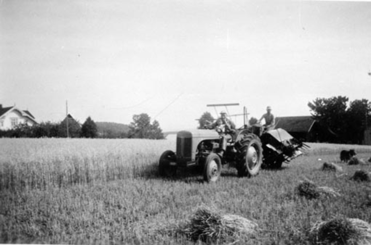 Anno Domkirkeodden, Skuronn på Hove nedre, Nes, Hedmark. Borger Svendby (1917-1991) kjører traktor med sjøbinder. Dattera Tove Sissel f.1952 på fanget.