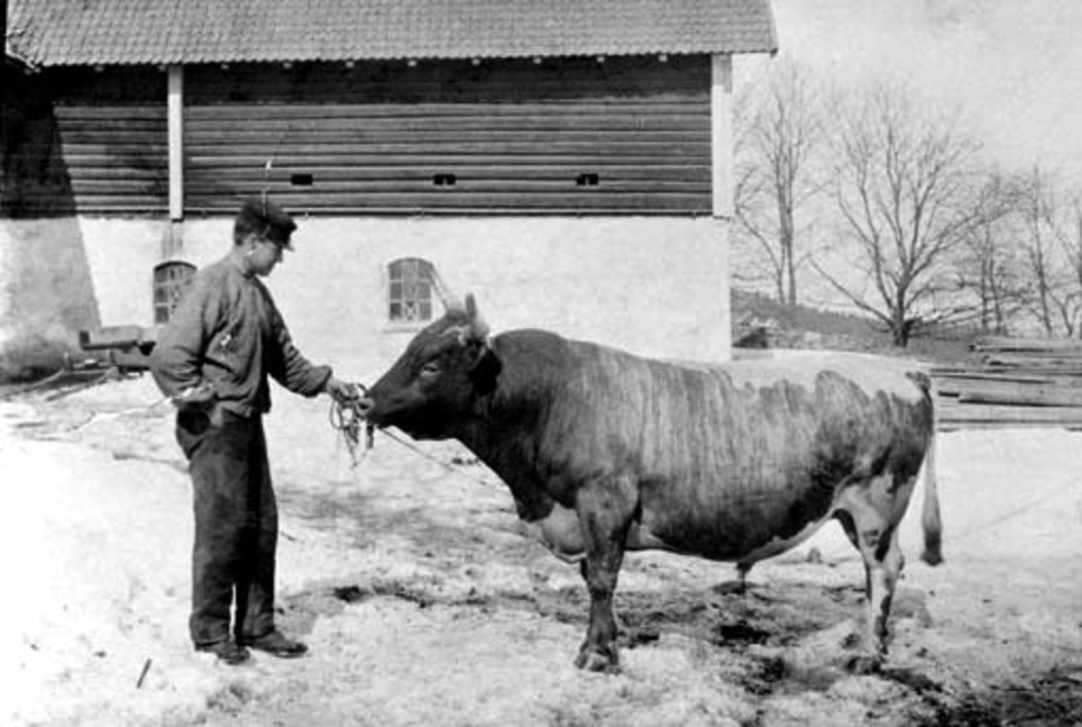 Anno Domkirkeodden, Mann med okse. Fjøset på Grefsheim, Nes, Hedmark i bakgrunnen.