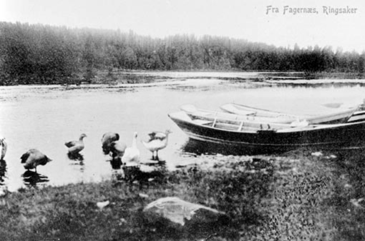 Anno Domkirkeodden, Gjess ved Fagernes i Næra, Næroset, Ringsaker.