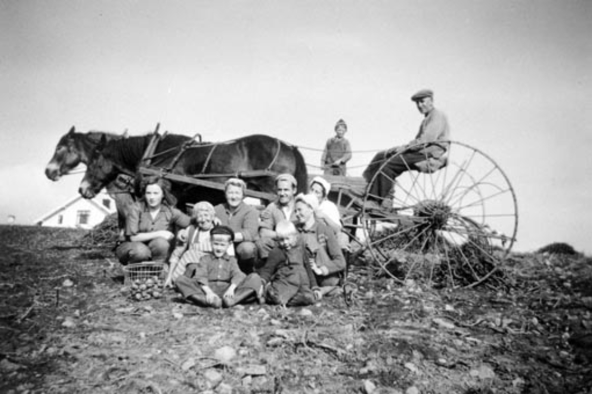 Anno Domkirkeodden, Potetplukking på Sveinhaug, Ringsaker. Voksne og barn. Tospann hester med høyrive kjører sammen potetgras.
