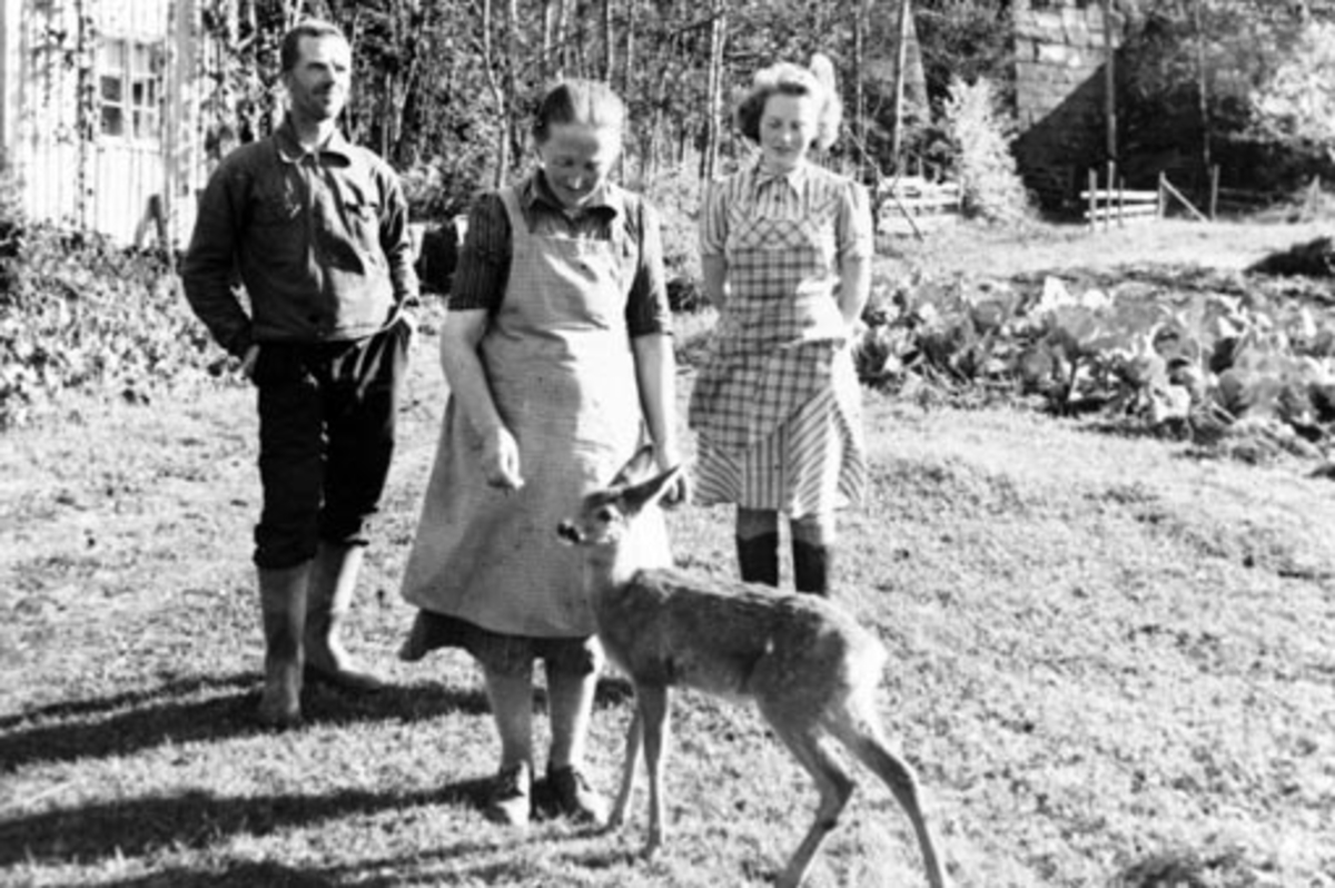 Anno Domkirkeodden, Familien Sandsengen med tam rådyrkalv på tunet, jernbanebrua ved Domstunellen bak,Sandsengen, Ringsaker.