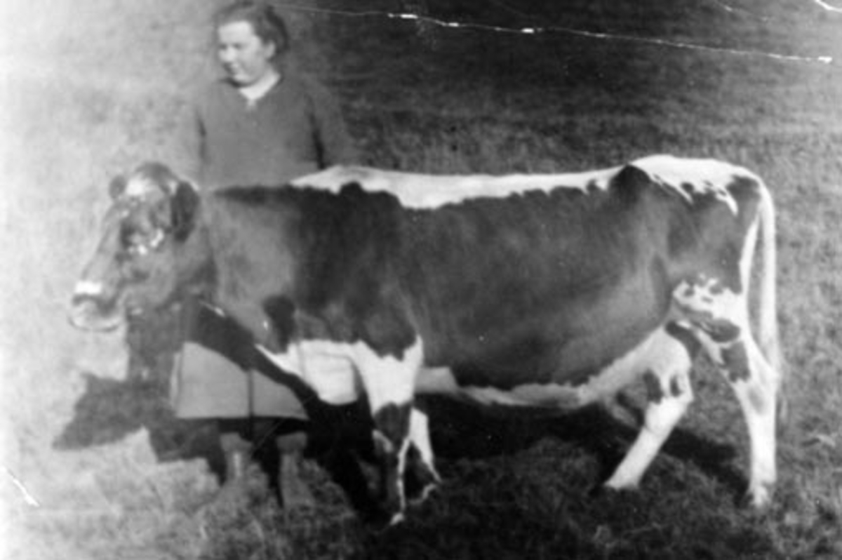 Anno Domkirkeodden, Karen Evenrud med kollet mjølkeku på Evenrud, Nes, Hedmark.