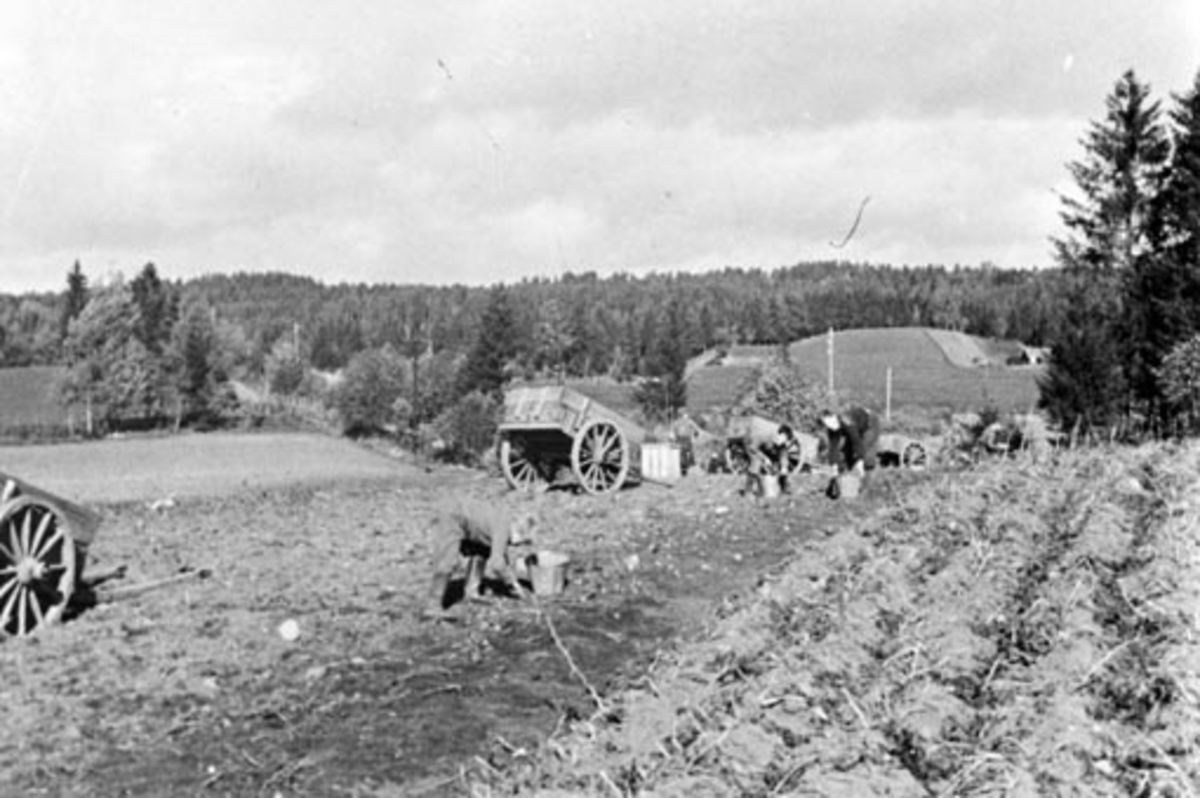 Anno Domkirkeodden, Poteplukking på Nordre-Kise, Nes, Hedmark. Folk med bøtter, potetkasser. Stuttkjerre.