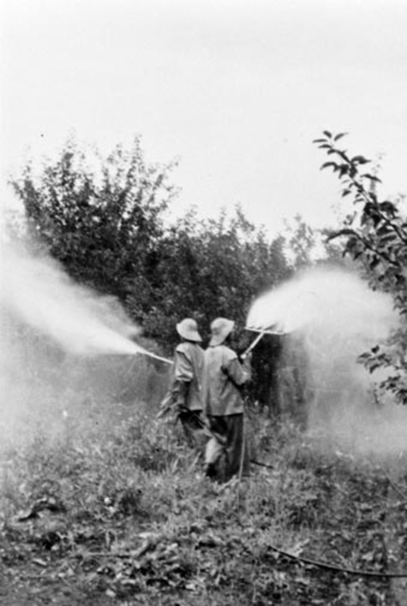 Anno Domkirkeodden, Sprøyting av epletrær i frukthagen på Aske nordre, Nes, Hedmark. 2 mann i arbeid med traktor og sprøyte.