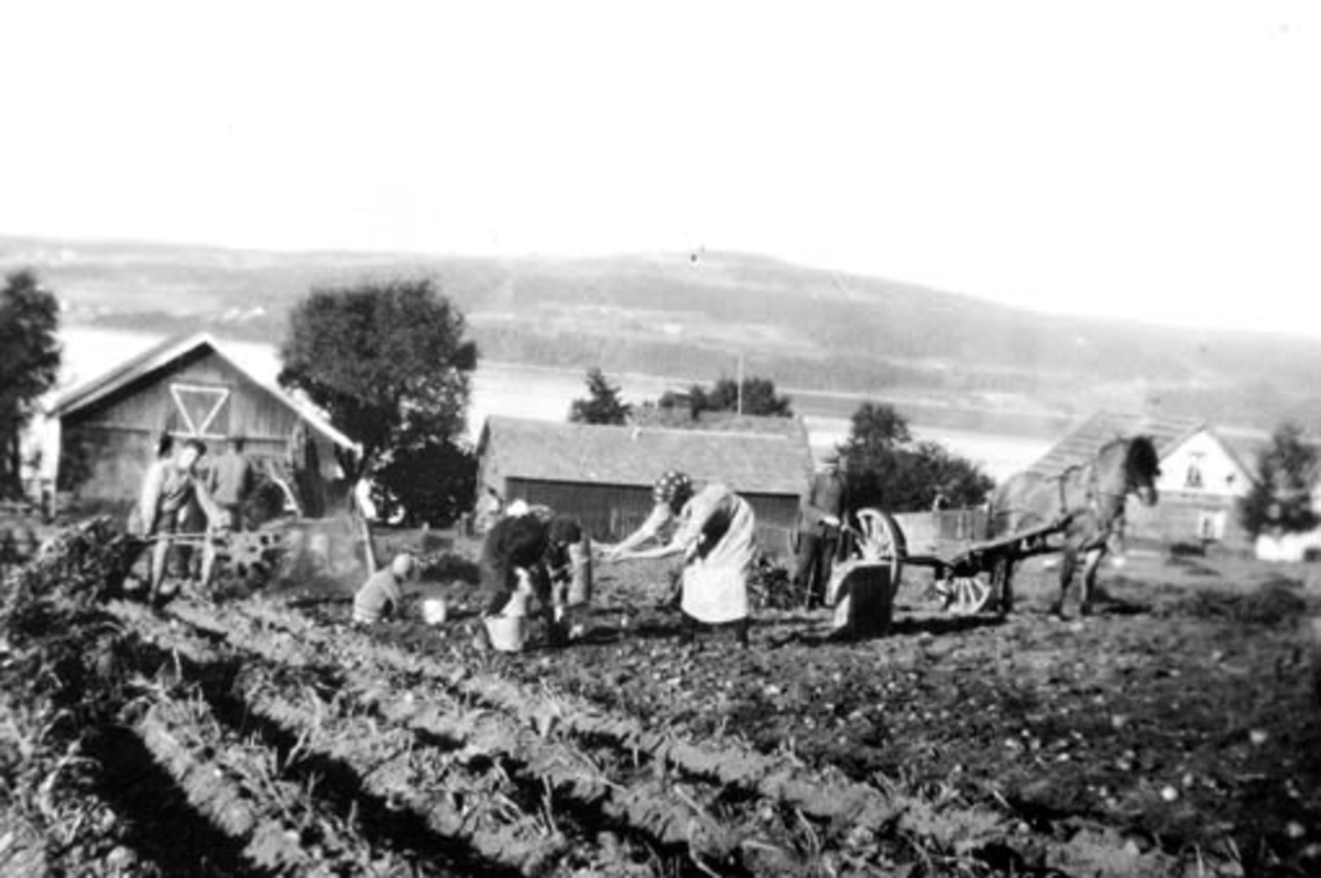 Anno Domkirkeodden, Potetplukking i Bakkom, Nes, Hedmark. Hest med stuttkjerre. Folk arbeider.