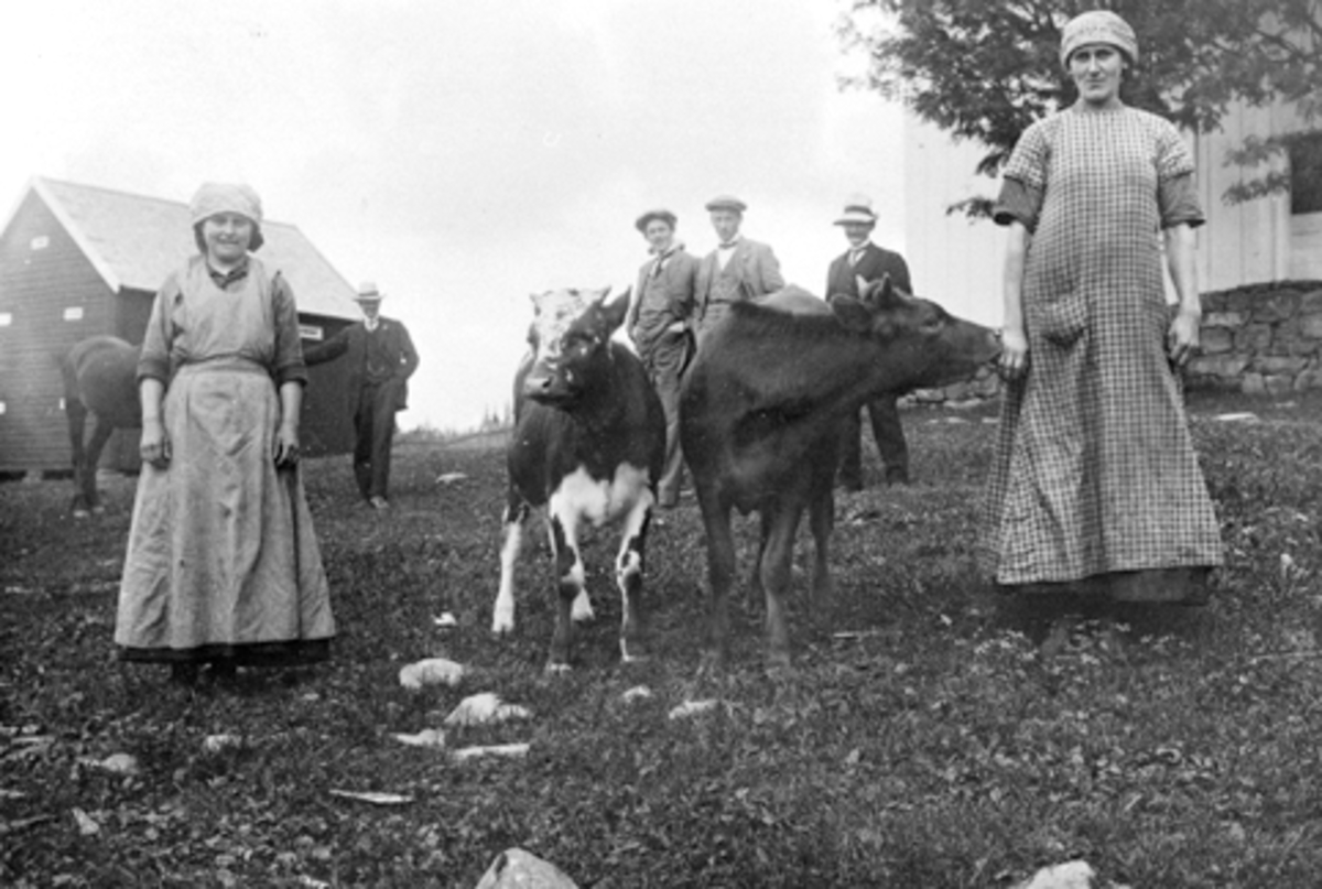 Anno Domkirkeodden, 2 budeier med krøtter, 4 menn i bakgrunnen, Langmyhr, Ringsaker.