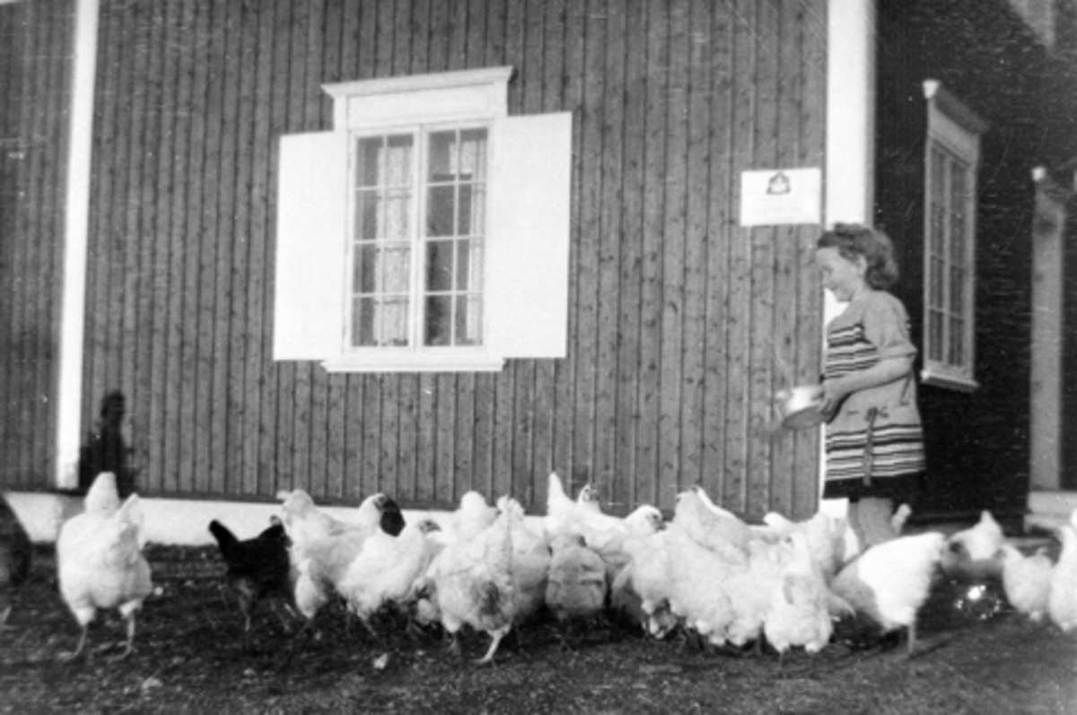 Anno Domkirkeodden, Åsa Langmyhr mater høner i Kongsvegen 20, Brumunddal.