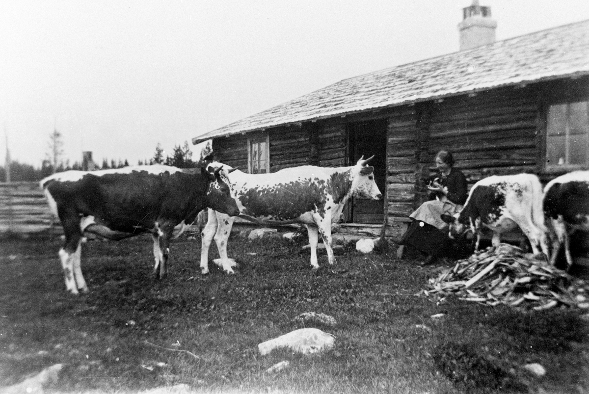 Anno Domkirkeodden, Eksteriør Brumunddalsetra. Budeie Kristine Langmyhr, budeie på Berg før 1920. Kuer.