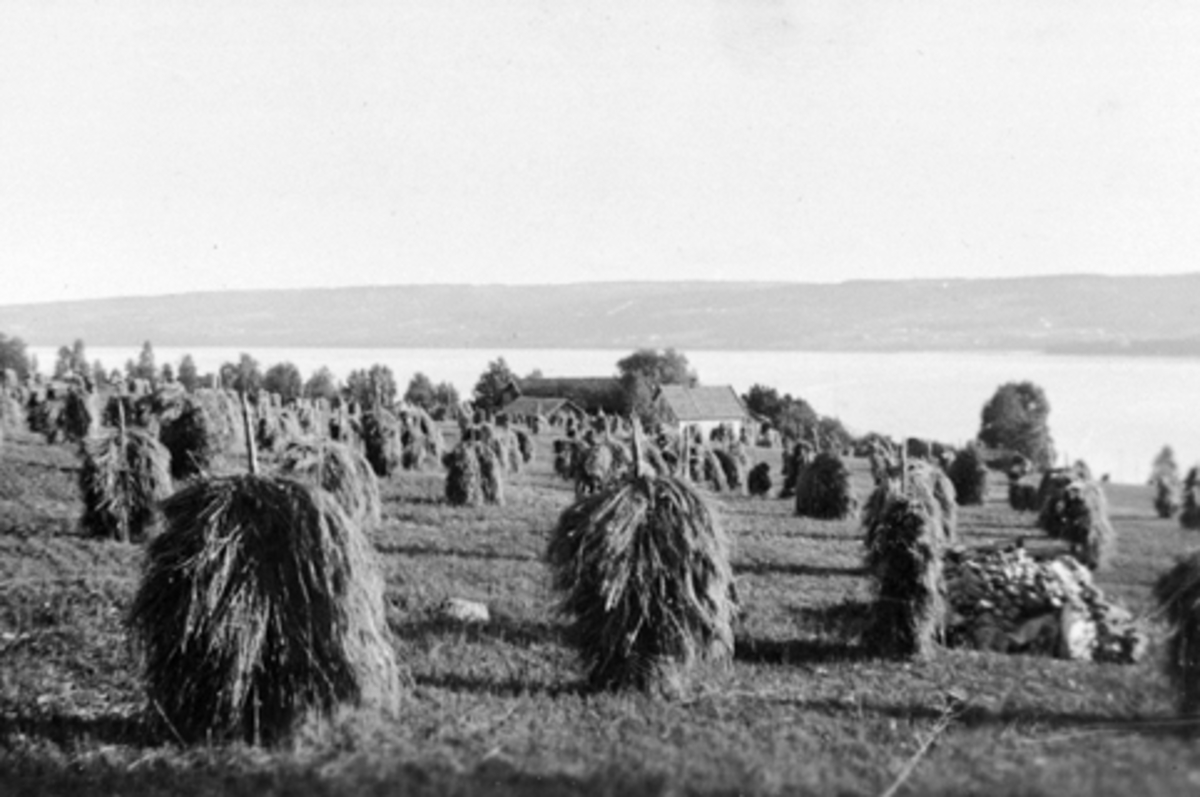 Anno Domkirkeodden, Skuronn på Bakkomjordet, Bakken, Nes, Hedmark. Kornsnes.