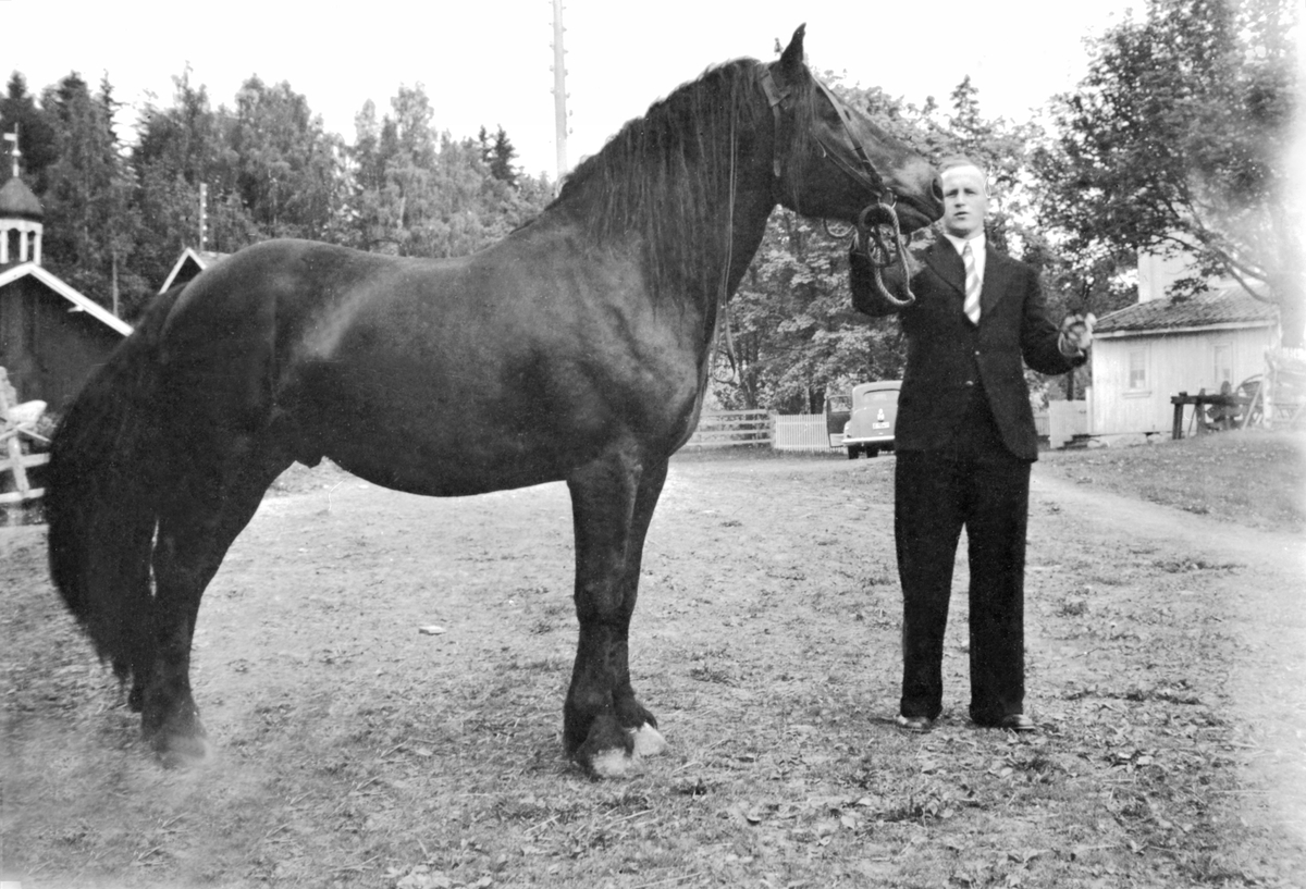 Anno Domkirkeodden, Harald Helgeby (1906-1971) holder hingst. På gardstunet på Sandvold, Nes, Hedmark.