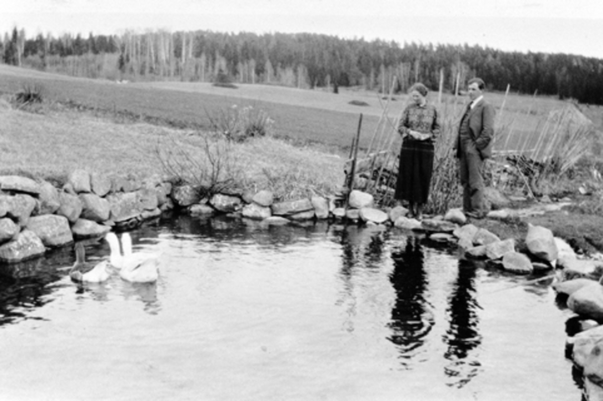 Anno Domkirkeodden, Gåsedam på Wetten gård, Jessnes, mann og dame mater gjess.
