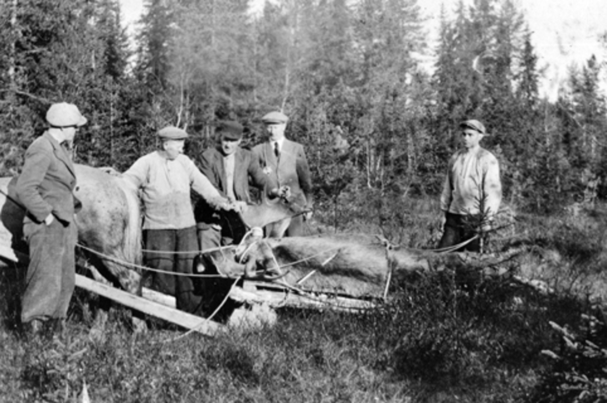 Anno Domkirkeodden, Vellykket elgjakt i Furnes Almenning. Elgokse fraktes ut med hest. Fem menn rundt.