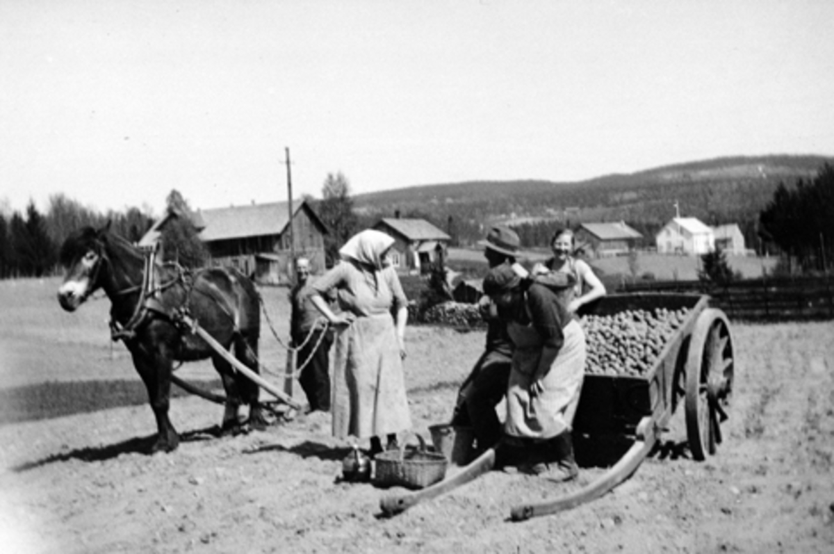 Anno Domkirkeodden, Potetsetting i Vesteng, Furnes, Ringsaker. Hest og kjerre med settepoteter. Fra venstre er Tore Vesteng, Syverine Vesteng, Hans Vesteng, Pauline Østeng, Karen Stensrud.