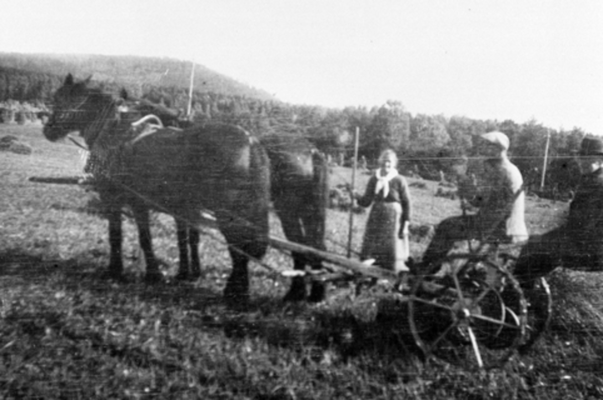 Anno Domkirkeodden, Skuronn på Vetten, Furnes. Tospann hester med slåmaskin. Kjørekar er Birger K. Wetten f.1892 og hans far Knut B. Wetten f.1846. Bak er dame med rive.