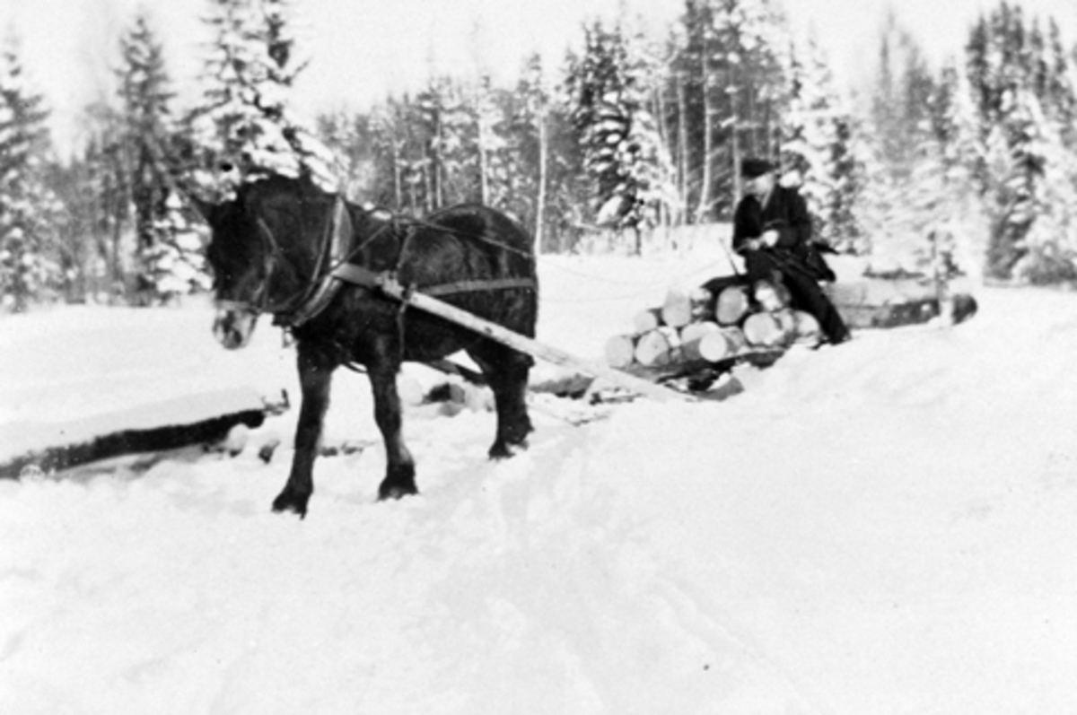 Anno Domkirkeodden, Tømmerkjøring med hest på Engelstad, Furnes, Ringsaker. Vinter.