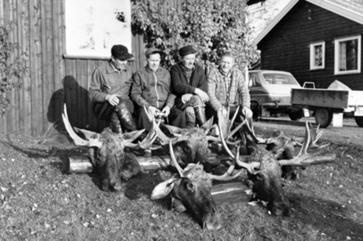 Anno Domkirkeodden, Elgjakt, Furnes Almenning. 4 elgjeger med elghoder. Fra venstre er Kåre Brenden, Birger Johansen, Ragnar Bakken, Anders Heggelund.