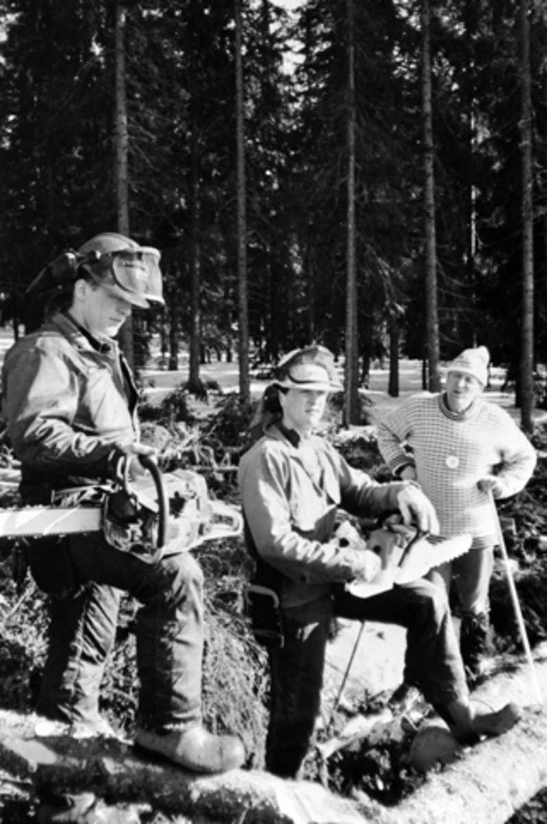 Anno Domkirkeodden, Skogsarbeid med moderne utstyr, 2 menn med motorsager. Fra venstre er Tom Erik Mausethagen, Ole Anders Mausethagen og Ole Ellefsæter på ski, Furnes Almenning.