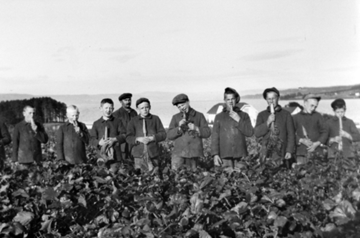 Anno Domkirkeodden, Gutter på Toftes gave, Nedre Sund, Helgøya spiser gulrøtter rett fra åkeren.