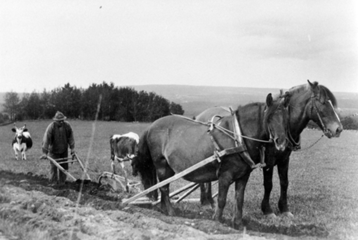 Anno Domkirkeodden, Pløying med tospann hester på Vallsigsvea, Furnes.