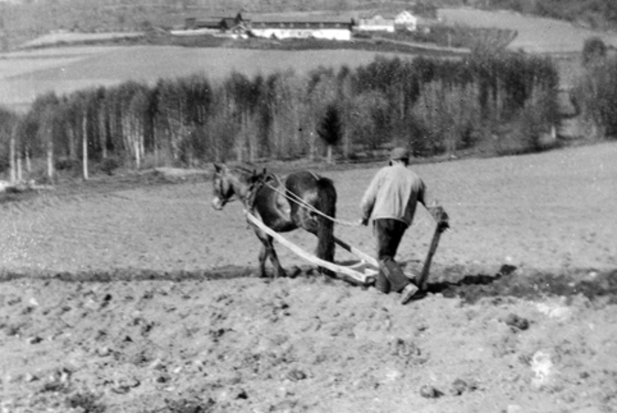 Anno Domkirkeodden, Ole "stallkar" arder i "gryta" med hest og ard på Mørkved store, Ringsaker.