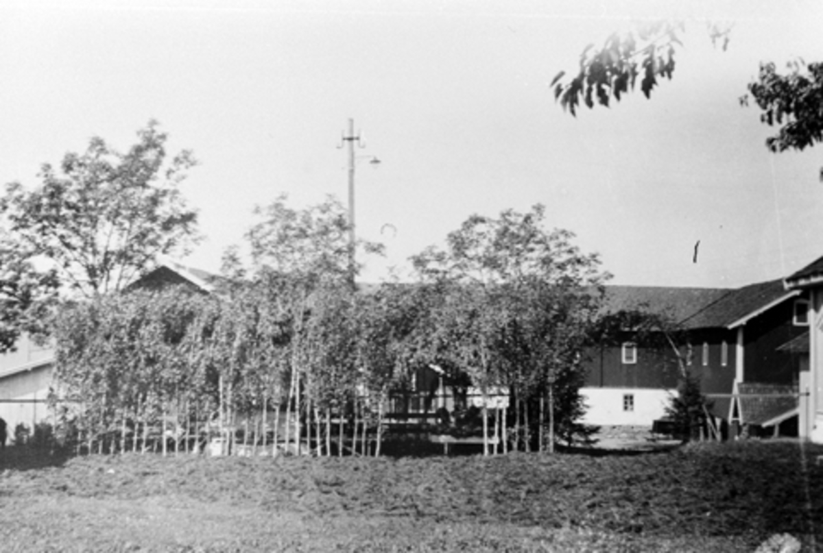 Anno Domkirkeodden, Begravelse etter Per Lier på Mørkved store i 1918. Kisten er plassert i bjørklund på gardstunet.