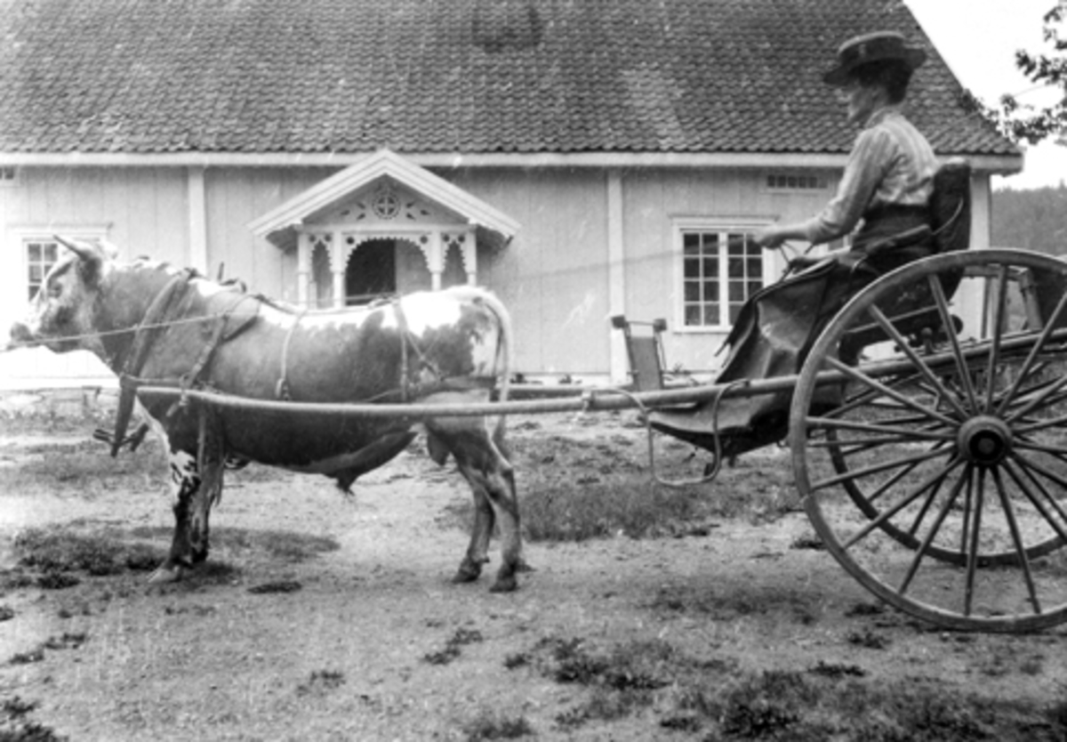 Anno Domkirkeodden, Oline Finstad kjører med okse og karjol på Mørkved store, Furnes.