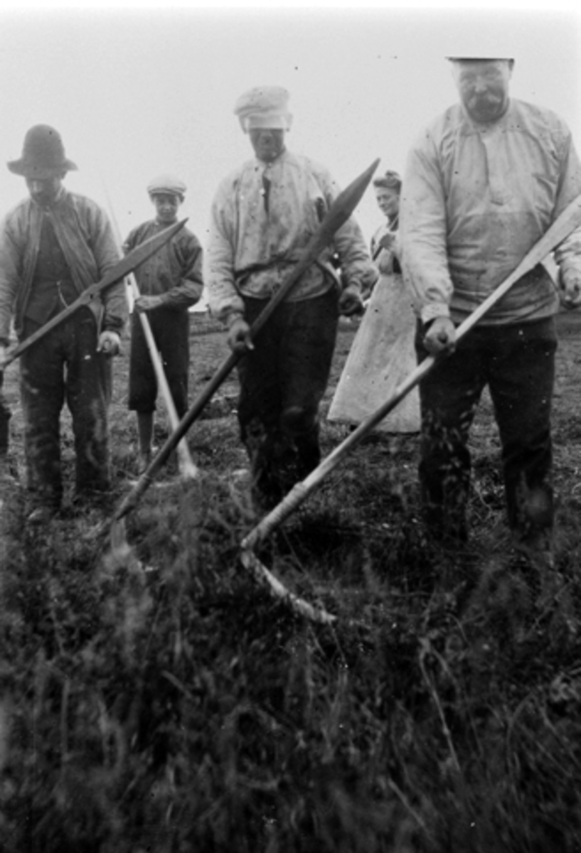 Anno Domkirkeodden, Slåttonn på Nysetra, Øyungen, Ringsakerfjellet i 1909. Fra venstre ukjent, Per Lier med rive, ukjent, Oline Finstad og Thore Lier.