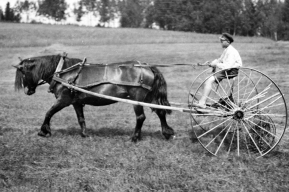 Anno Domkirkeodden, Hest med sleperive på Ousdal nordre, Nes, Hedmark rundt 1900. Kusk er Jørgen Ousdal (1888-1965).