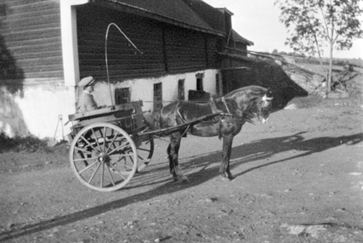 Anno Domkirkeodden, Mann med pisk i karjol på gardstunet på Hoel gård, Nes, Hedmark.