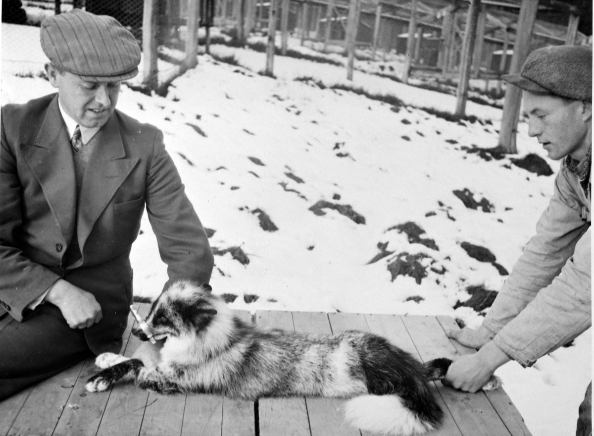 Anno Domkirkeodden, Pelsdyroppdrett på Hauen under By, Veldre, Ringsaker. Fra venstre er Egil J. Nordang, Olav Viddal.