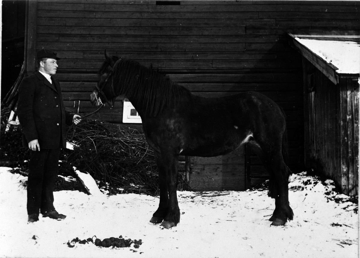 Anno Domkirkeodden, Trygve Baardseth med hesten "Nora" i Bekkelund. "Nora" født på Hersoug 13. juni 1910. Trygve kjøpte den 10 måneder gammel. Fikk sløyfe på unghestskue i Ringsaker 1912-13. Faren var nr. 704 "Bamse" og mora var "Petra".