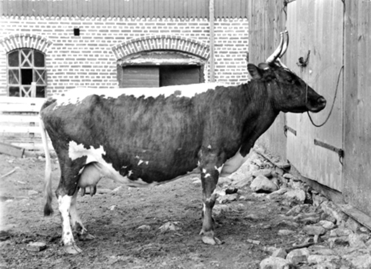 Anno Domkirkeodden, Telemarkskua "Viktoria" bundet utenfor fjøset på Grefsheim, Nes, Hedmark i 1902.