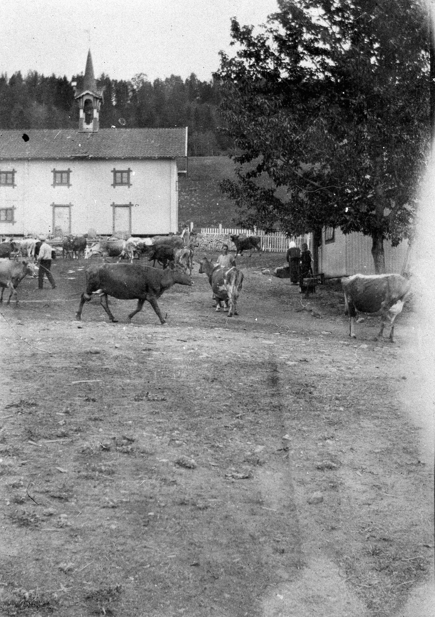 Anno Domkirkeodden, Simenstad gard i Veldre. Kuslepp i uttunet, nedenfor stabburet, etter 1910.