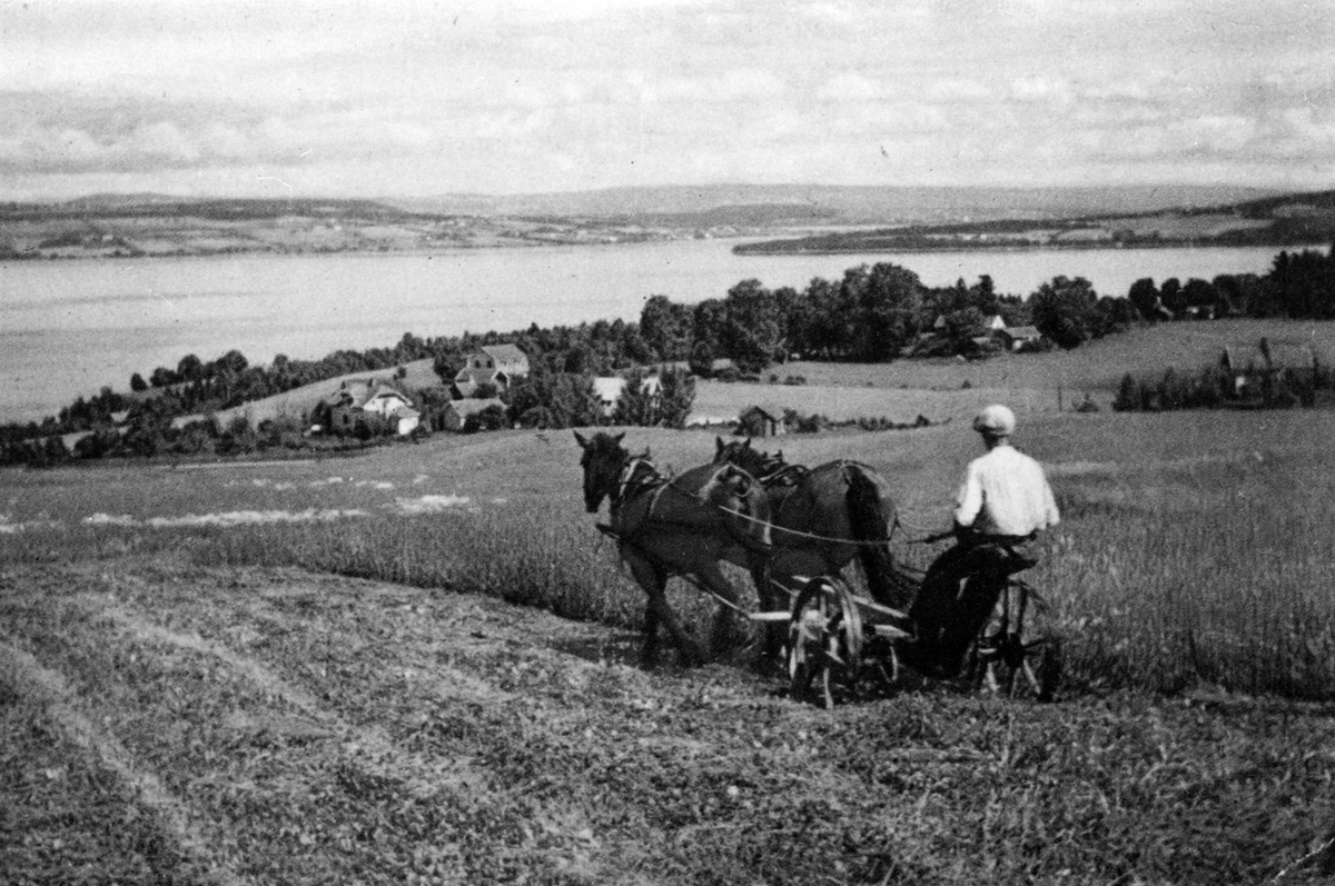 Anno Domkirkeodden, Slåttonn med 2 hester og slåmaskin på Kapp, Østre Toten. Mjøslandskap i 1955-56.