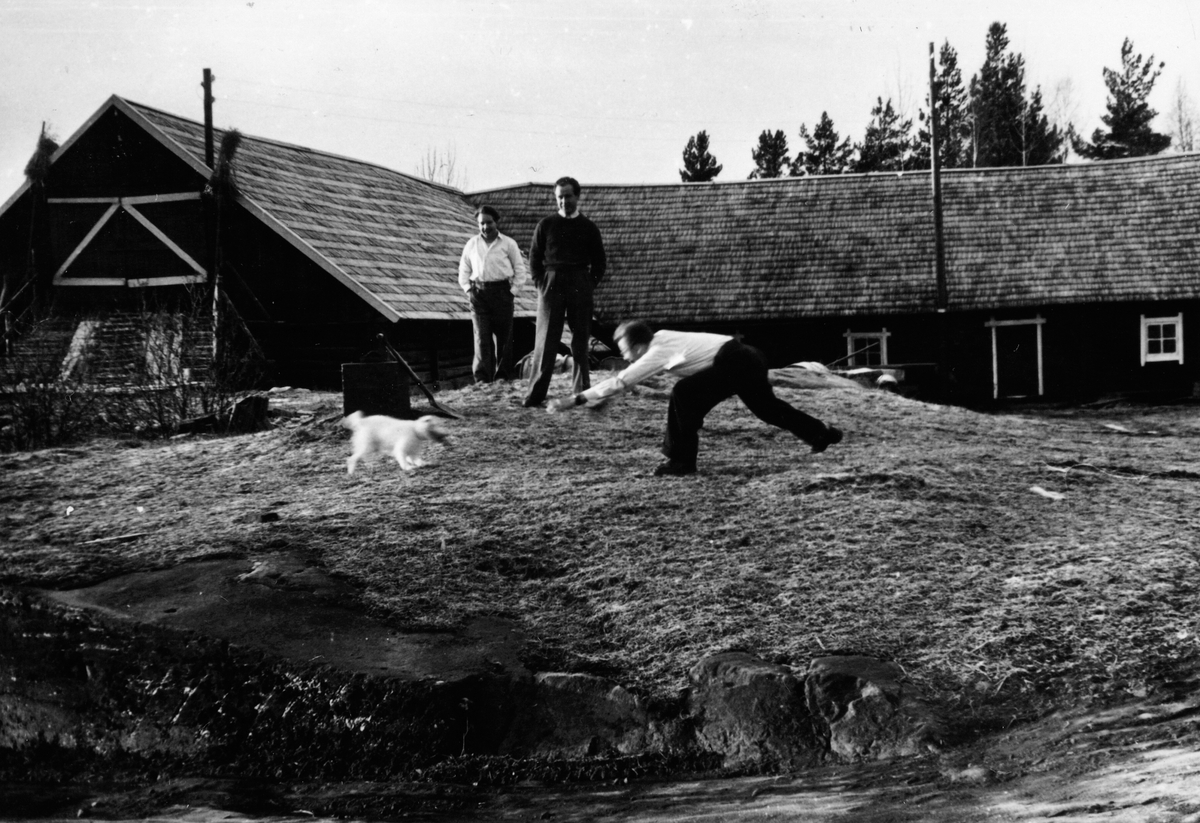 Anno Domkirkeodden, Brødrene Svein f.1922, Hans (1920-2001) og Magnus (1923-1983) leke med gardsterrieren framma gamlefjøset på garden, sammarn 1953. Låven ble rivi i 1953, "gamlefjøset" i 1994.
