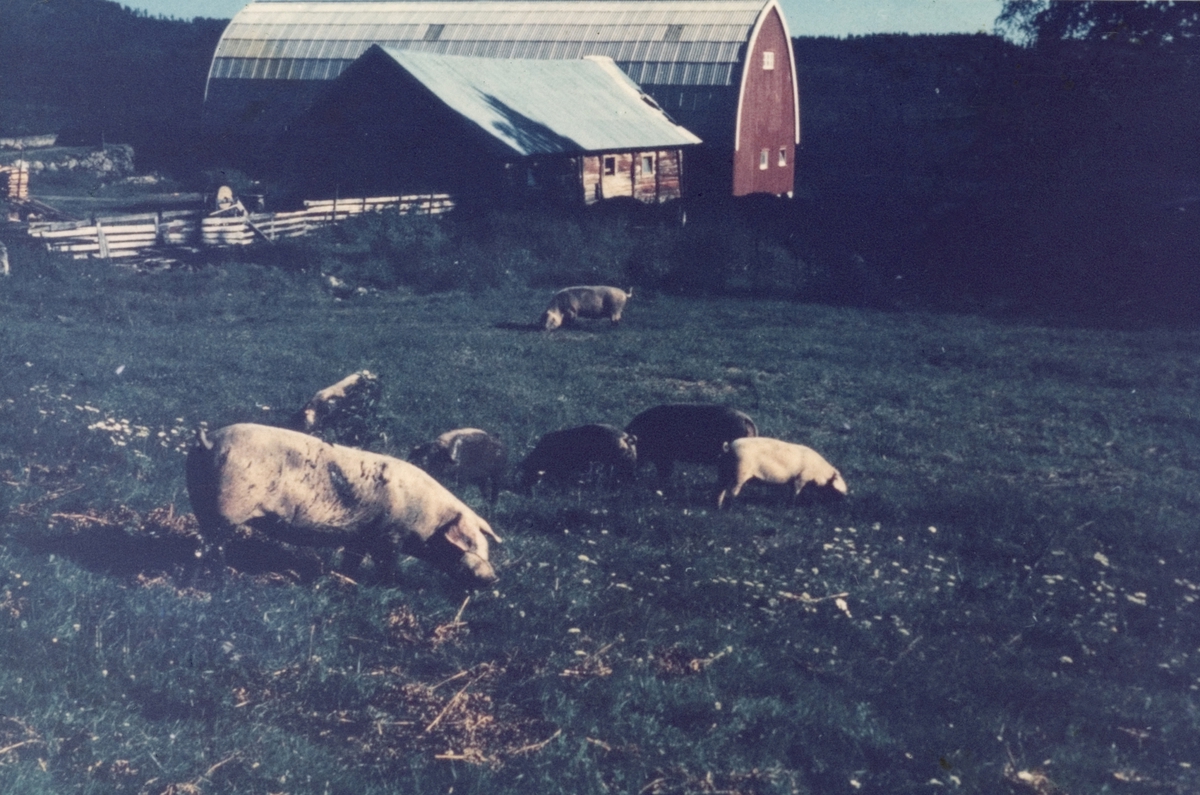Anno Domkirkeodden, Frittgående gris driver kulturarbe på hamning i Medlien, Ringsaker. Trolig i 70-åra.