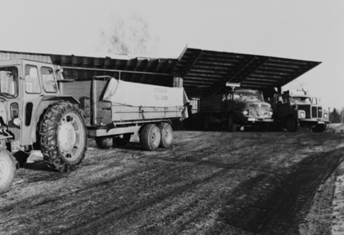 Anno Domkirkeodden, Levering av poteter på Jessnes potetmjølfabrikk, Hedemarkens potemjølfabrikk. Levring med traktor, lastebil på potetmottaket.