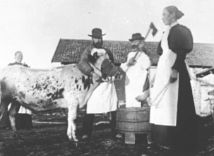 Anno Domkirkeodden, SLAKTING AV KU, SLAKTER MED ØKS, KU MED MASKE, BLODBUTT, FOLK, BRENNA ?