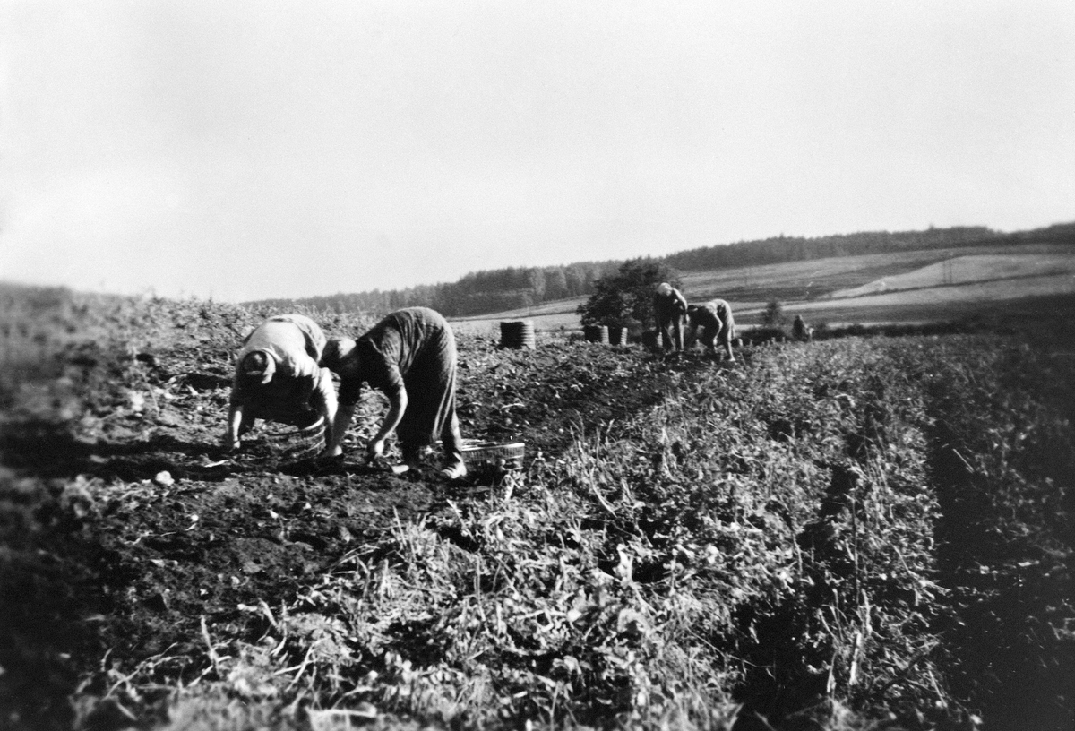 Anno Domkirkeodden, POTETONNA, POTETPLUKKERE, KVÆKA, KVEKA,