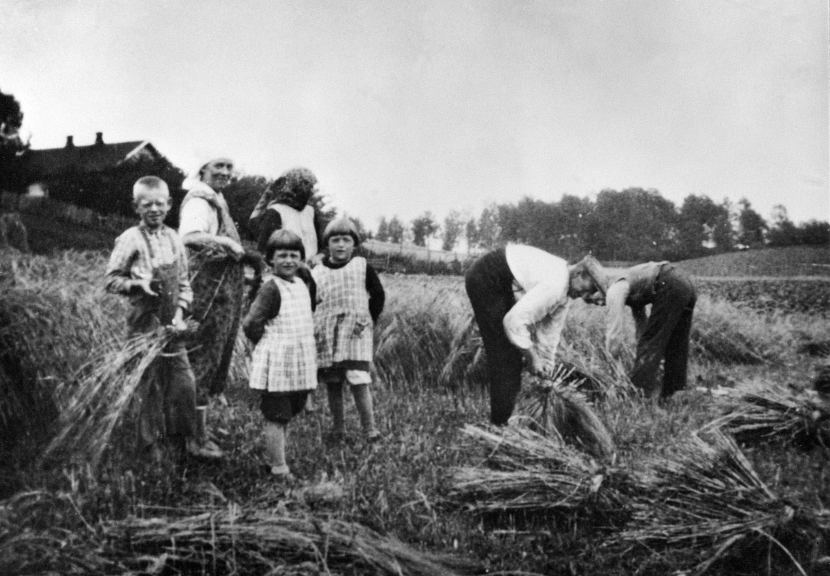 Anno Domkirkeodden, SKURONN, GRUPPE: 6 VOKSNE OG BARN FRA VENSTRE: LARS MAURUD, KAREN MAURUD, INGA OLSEN, INGRID OG ASTA MAURUD, LUDVIG MAURUD, MARTIN BERG BINDER KORNBAND OG SKJÆRER MED SKYRU, HANUMSVEEN, ILSENG
