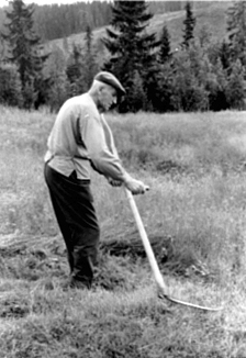 Anno Domkirkeodden, KRISTOFFER SYLJUSETH SLÅR GRAS MED LJÅARV, SYLJUSET ØSTRE