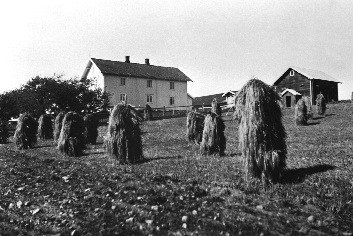 Anno Domkirkeodden, LERBERG GÅRD, KORNSNEIS