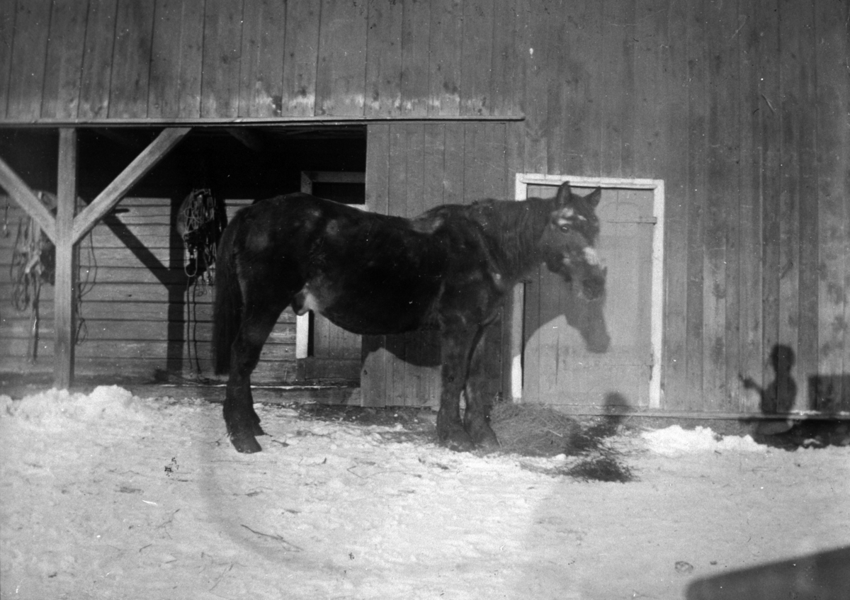 Anno Domkirkeodden, HEST FORAN STALL, VINTER, INGEBERG STORE