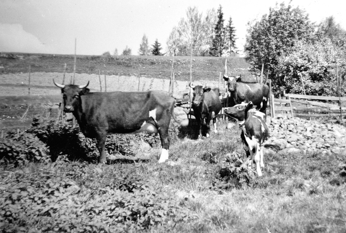 Anno Domkirkeodden, KUER PÅ BEITE, KVIGER I HAMNINGA, SAGSVEEN NEDRE