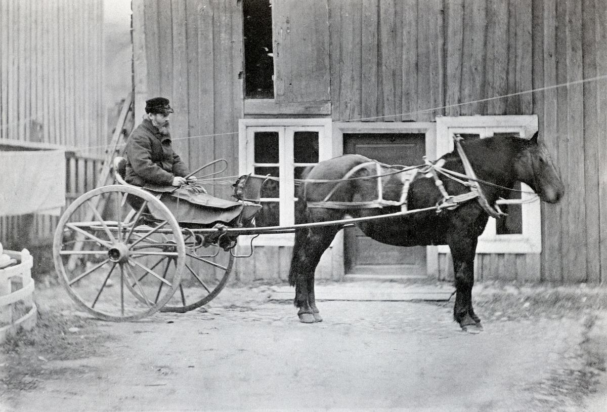 Anno Domkirkeodden, HEST MED KARJOL, DYRLEGE STEEN, VETERINÆR KJØRER, TORSHOV